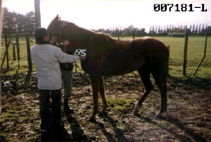 �¶��� ����