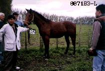 ����� (JEBI SIL) ����