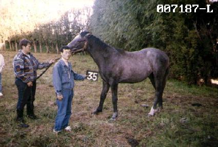 �������� ����