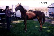 ���� (BOUQUET) ����