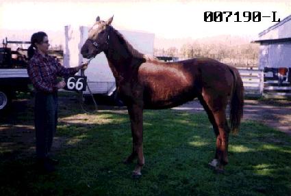 ���� ����