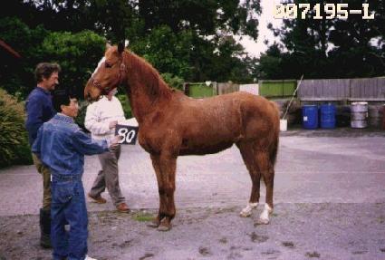 ���� ����