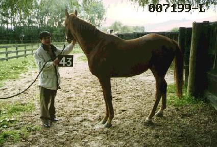 �׸��� ����