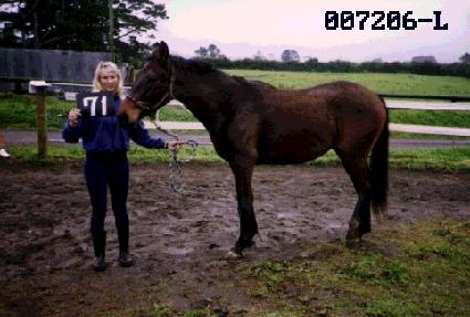 ��ǳ���� ����