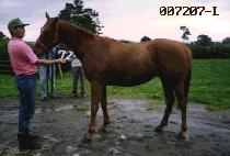 ���»�� (NEW TAESABU) ����