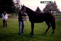 ���Ͻ��İ� (WILSPAGO) ����