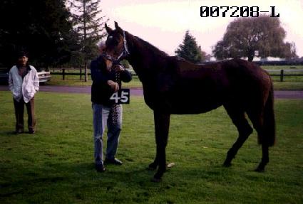 ���Ͻ��İ� ����