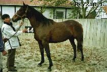 ���뽺 (ESSENCE) ����