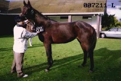 ��Ÿ�� ����