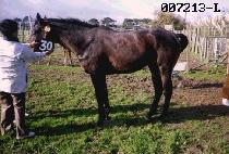 �˰��� (ONG GOL CHAN) ����