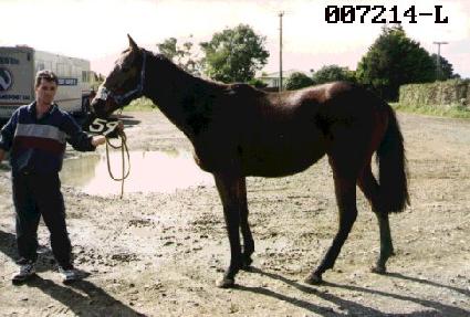 ����ȣ ����