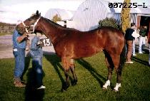 �ް��� (MEGAPHONE) ����