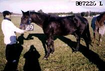 �鸸���� (BAEKMAN JANGJA) ����