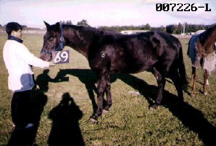 �鸸���� ����