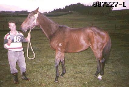 ���¼�ȣ ����