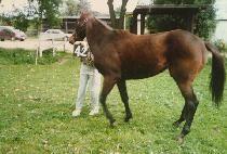 ���� (DONG YANG) ����