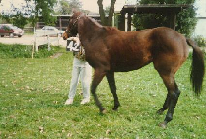 ���� ����