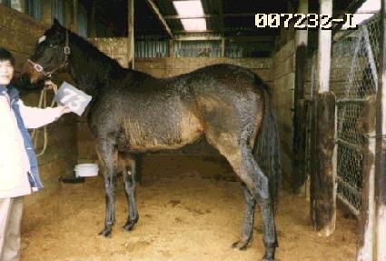 ����Ʈ���� ����