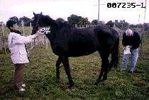 ��ŸƮ�� (STAR TREK) ����