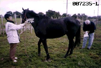 ��ŸƮ�� ����