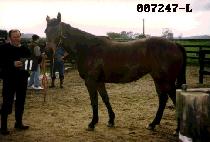 ���� (REGGAE) ����