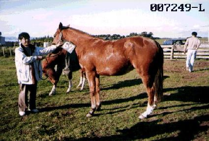 �븸�� ����