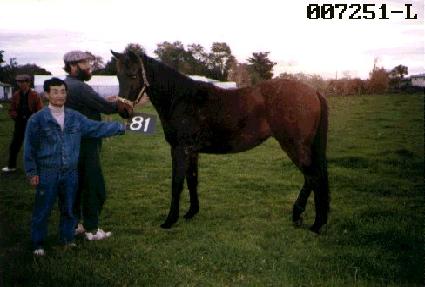 ���ŷ ����