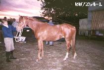 ����Ÿ (WIN STAR) ����