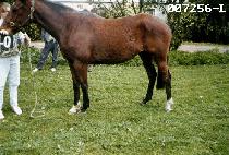 ����Ʈ (GALLANT) ����