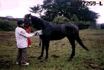 ������ (GOLDEN EYE) ����