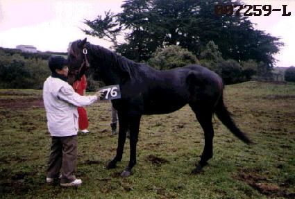 ������ ����