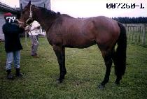 ���̽��� (ACE FOUR) ����