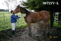 ���� (YONGCHU) ����