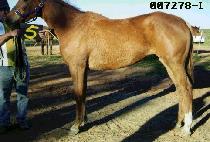 ������� (YOSOOL LAMP) ����