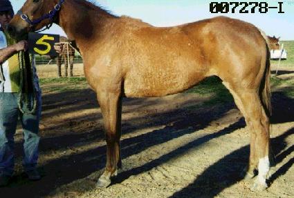 ������� ����