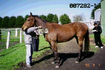 ���� ����