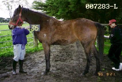 ��� ����