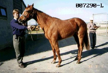 �������� ����