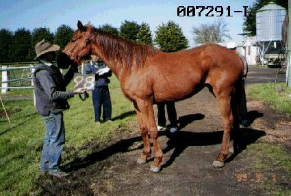 ��â ����