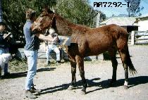 ����� (QUEEN SEVEN) ����