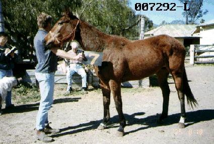 ����� ����