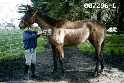 ����� ����