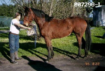 ������ ����