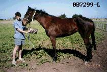 �Ѵ��� (HANNURI) ����