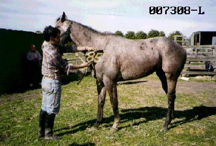 ��õ�� ����