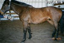 ����� (CUM LAUDE) ����