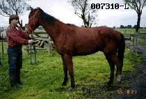 ����Į���� (EXCALIBUR) ����