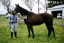 ���ǵ� (RAPID) ����