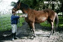 ������ (WOLSEGYE) ����