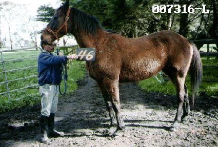 ������ ����